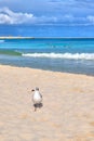 Seagull bird on the sandy beach in the Caribbean coast of Cancun, Mexico