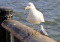 Seagull