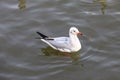 Seagull bird on sea at Bang poo, Samutprakan, Thailand. Royalty Free Stock Photo