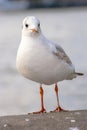 Seagull bird or seabird standing feet on the thames river bank in London, Close up view of white gray bird seagull Royalty Free Stock Photo