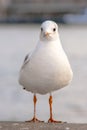 Seagull bird or seabird standing feet on the thames river bank in London, Close up view of white gray bird seagull Royalty Free Stock Photo