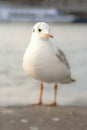 Seagull bird or seabird standing feet on the thames river bank in London, Close up view of white gray bird seagull Royalty Free Stock Photo