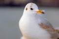 Seagull bird or seabird standing feet on the thames river bank in London, Close up view of white gray bird seagull Royalty Free Stock Photo