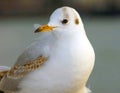 Seagull bird or seabird standing feet on the thames river bank in London, Close up view of white gray bird seagull Royalty Free Stock Photo