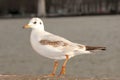 Seagull bird or seabird standing feet on the thames river bank in London, Close up view of white gray bird seagull Royalty Free Stock Photo