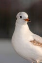 Seagull bird or seabird standing feet on the thames river bank in London, Close up view of white gray bird seagull Royalty Free Stock Photo