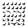 seagull bird silhouettes set Royalty Free Stock Photo