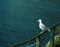 Seagull bird sitting on the railing Royalty Free Stock Photo