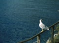 Seagull bird sitting on the railing Royalty Free Stock Photo