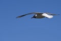 Seagull bird sky Royalty Free Stock Photo