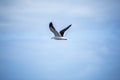 seagull bird in the sky Royalty Free Stock Photo