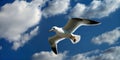 Seagull bird soaring in clear blue sky. Seagull among summer bright sunny sky sunny weather. Free flight white clouds Royalty Free Stock Photo