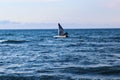 Seagull bird soaring over the blue waves