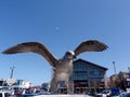 Seagull Bird spreads wings in Fisherman's Wharf Royalty Free Stock Photo