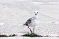 Seagull bird standing on his feet and attentively looking at the camera Royalty Free Stock Photo