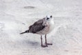 Seagull bird standing on his feet and attentively looking at the camera Royalty Free Stock Photo