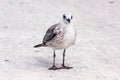 Seagull bird standing on his feet and attentively looking at the camera Royalty Free Stock Photo