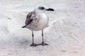 Seagull bird standing on his feet and attentively looking at the camera Royalty Free Stock Photo