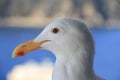 Seagull bird standing over the blue seashore, Close up of bird`s eyes portrait. Royalty Free Stock Photo