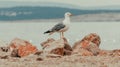 Seagull bird standing on the seashore rock Royalty Free Stock Photo