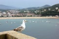 A seagull looking across the water Royalty Free Stock Photo