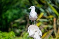 Seagull bird on a statue head Royalty Free Stock Photo