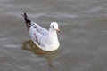 Seagull bird swimming on sea at Bang poo, Samutprakan, Thailand. Royalty Free Stock Photo