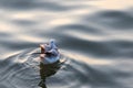 Seagull bird swimming on sea at Bang poo, Samutprakan, Thailand. Royalty Free Stock Photo