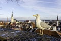 Seagull, bird, tallin, dramatic, oldcity, rainy, baltic states