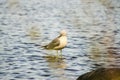 Seagull bird waiting for target on a stone in a bank of a lake in a beautiful day destination in northern Europe Royalty Free Stock Photo