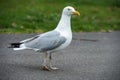 Seagull bird walking on asphalt road outdoors.