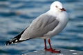 Seagull