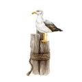 Seagull bird on a wooden old coast bollard. Watercolor illustration. Hand drawn white gull wildlife sea and ocean animal Royalty Free Stock Photo