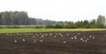 Seagull birds in autumn field , Lithuania