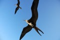 Seagull birds in flight Royalty Free Stock Photo