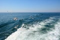 Seagull birds fly over the foamy sea waves behind the ship Royalty Free Stock Photo