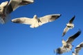 Seagull birds flying Royalty Free Stock Photo