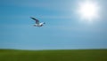 Seagull birds flying on background blue sky sun and green fields Royalty Free Stock Photo