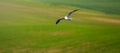 Seagull birds flying on background of green field Royalty Free Stock Photo