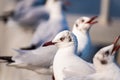Seagull , Seagull birds Flying, Close up view of white birds in sunset over the sea Royalty Free Stock Photo
