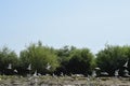 Seagull birds flying over Danube. Landscape with waterline, seagulls and other birds, reeds and vegetation in Danube Delta, Royalty Free Stock Photo