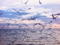 Seagull birds flying over sea and twilight sky. Royalty Free Stock Photo