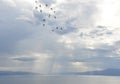 Seagull birds flying over the water with sun rays background. Bird Flying over Sun Rays. Scenic View Of Sea Against Sky. Royalty Free Stock Photo