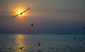 Seagull birds flying in the sky with sunset over the sea Royalty Free Stock Photo