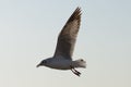 Seagull birds flying on white clound background