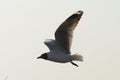 Seagull birds flying on white clound background