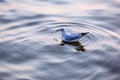 Seagull, the birds migrate from Siberia to Bangpu Samutprakhan Thailand, are feeded by traveler during sunset. fly over the sea an Royalty Free Stock Photo