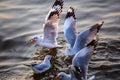 Seagull, the birds migrate from Siberia to Bangpu Samutprakhan Thailand, are feeded by traveler during sunset. fly over the sea an Royalty Free Stock Photo