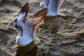 Seagull, the birds migrate from Siberia to Bangpu Samutprakhan Thailand, are feeded by traveler during sunset. fly over the sea an Royalty Free Stock Photo