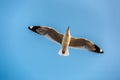 Seagull, the birds migrate from Siberia to Bangpu Samutprakhan Thailand, are feeded by traveler during sunset. fly over the sea an Royalty Free Stock Photo